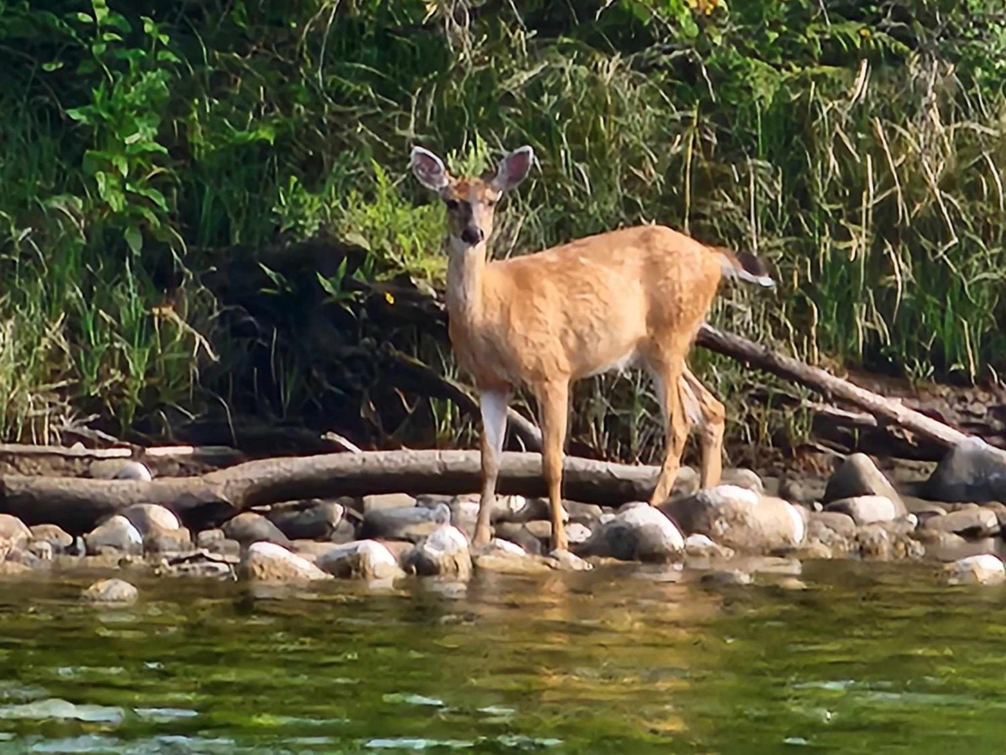 Campbell River Lodge Εξωτερικό φωτογραφία